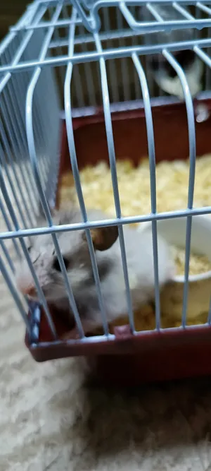 Hamsters0