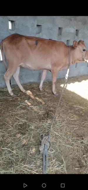 عجلة محليه