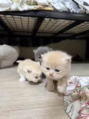 Persian Kittens