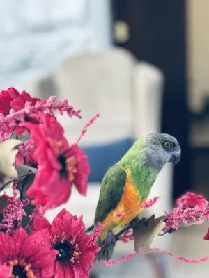 ببغاء سنغالي للببع