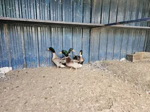 ‏دجاج‏0
