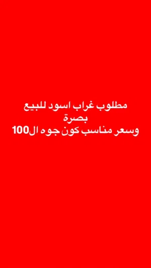 مطلوب غراب للبيع بصرة مو ابكع اسود
