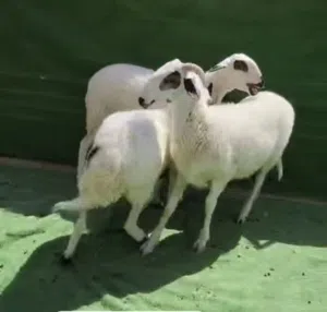 مطلوب ضان قبرصي اصل بدون تهجين