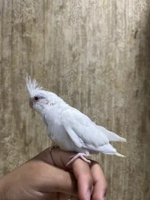 للبيع فرخ كوكتيل