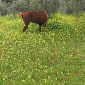 مهر اشقر قطعه نخب أول عقل وكفاله من جميعو