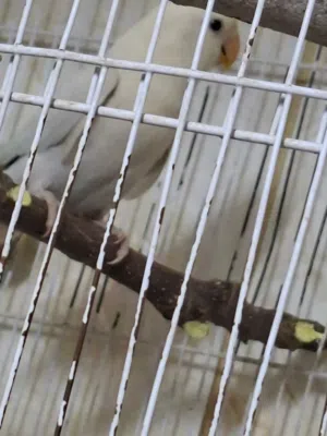 بيغاء روز اليف