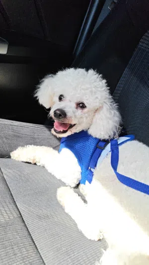 Poddle and maltiz Mix female 1year old