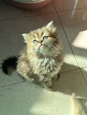 Chatton persan