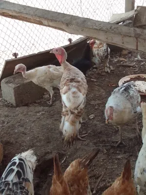الموقع صحار السويحره.