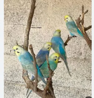 مطلوب بادجي نفس اللون الي ف الصوره
