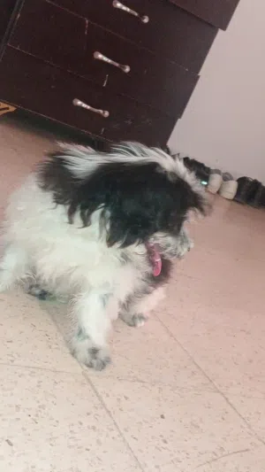 كلبه انثا اسمها بيلا ماخذه مطاعيم لعوبه