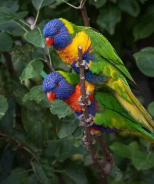 Free fly Rainbow Lorikeet 5 months old available at Sharjah