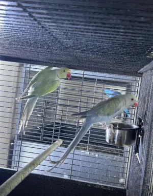 زوج متو لاس ونق