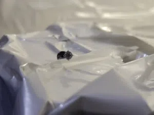 الماسه صغيره