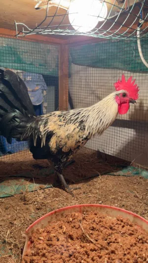 للبيع ديك بحريني