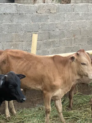 عجل عماني للبيع