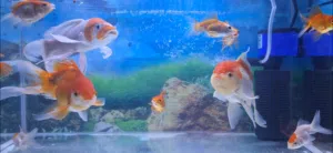 oranda goldfish big size (2), butterfly koi(1), gold fish(6) all sale 25bd
