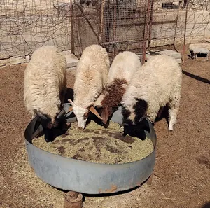 Sheep2