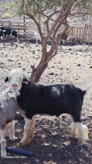تيس عماني رحبي