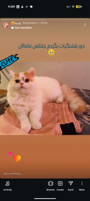 neutered & vaccinated PERSIAN CAT