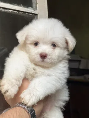 Havanese puppy