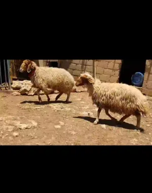 نعشتين سن جمع وزن