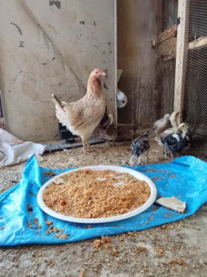دجاجة باكستانية معها 8 فراخ