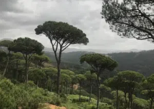 Mixed Use Land for Sale in Aley Other