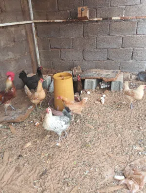 دجاج عربي للبيع