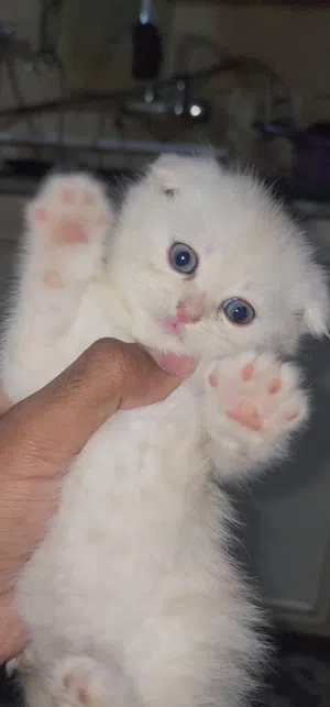 2 kittens for sale