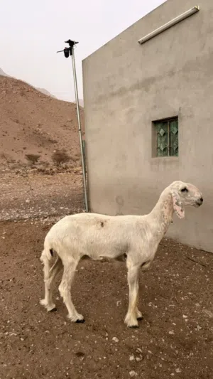 جعد نجدي اصل بدون اي تهجين وقريب الولد اول ولد لهن للعلم صغار سن لا يتواصل غير الجاد