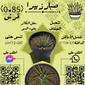 صبار الزيبرا