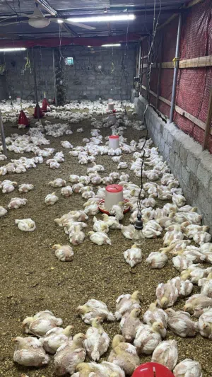 مطلوب ممول ومستثمر