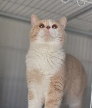 Scottish Straight CreamBicolor-سكوتش ستريت بايكلر كريم وايت (للتزاوج)