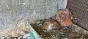 جوزين حمام شغل حضانه حنونات وهاديات الجوزين بتركن عليهم تحط تحتهم بيض وتطلع فراخ ان شاء الله