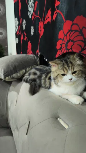 Persian, 14 months, nurtured, bathroom trained behaved cat