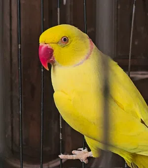 ذكر دره جاهر