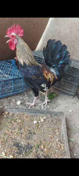 ديك دندراوي عراقي اصيل