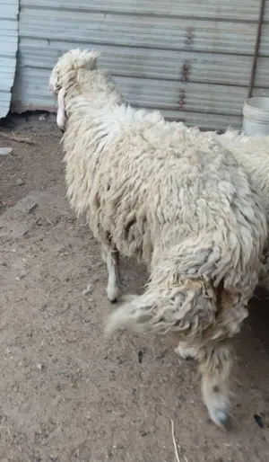 سلام عليكم متوفر نعجه ورجينه خشنه كلش تنفع كصابة وتنفع جني ترباة بيت