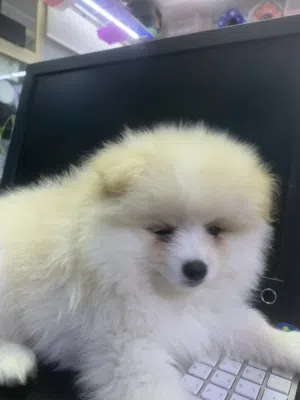 Cute Pomaranion puppy available