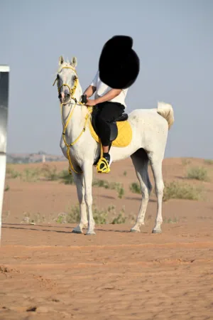 حصان للبيع بدون جواز