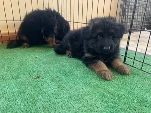 جراوي جيرمن  German Shepherd puppies Long hair
