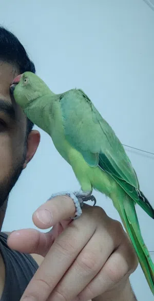 Green parrot for sale