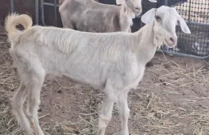 شاه من حلال الجواميد جمه كل شي صاحي ب60+ تيس فحل ب110