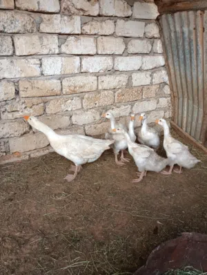 متوفر وزا البيع تحتها5تبارك الرحمن