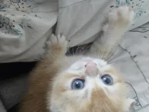 Scottish fold and straight gold cats