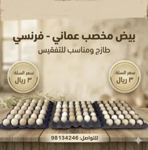 بيض مخصب (عماني - فرنسي) عالي الجودة