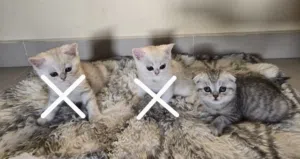 Scottish fold kitten / cat