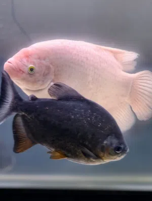 Big size Giant Gaurami and Pacu fishes for sale