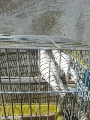 كوكتيل وروز للبيع الوان حلوة  وصحه